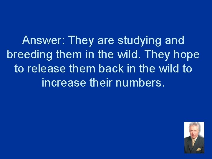 Answer: They are studying and breeding them in the wild. They hope to release