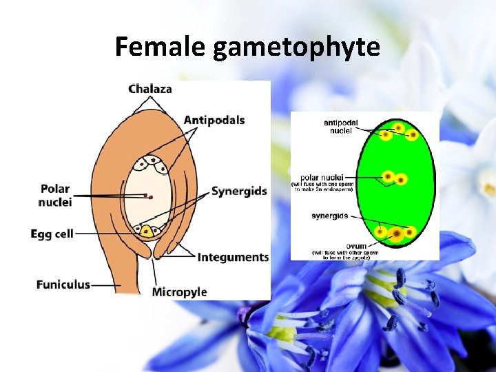 Female gametophyte 