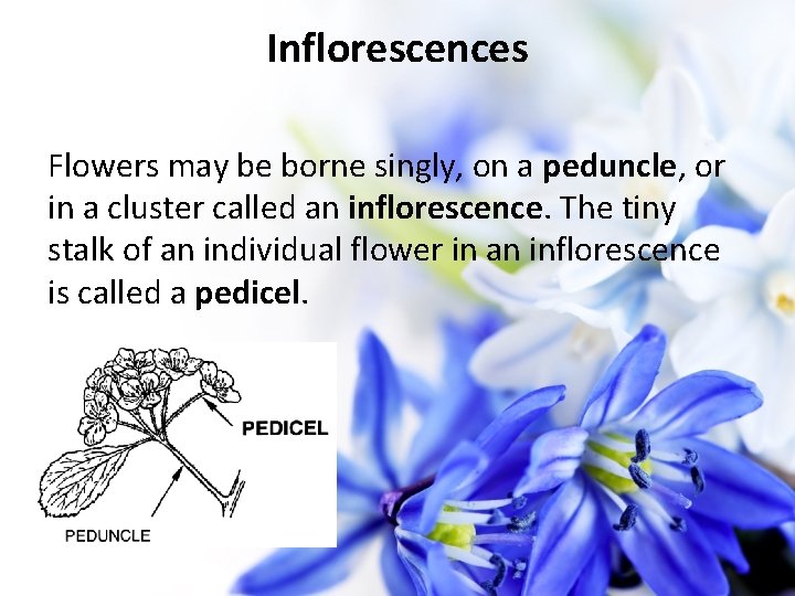 Inflorescences Flowers may be borne singly, on a peduncle, or in a cluster called