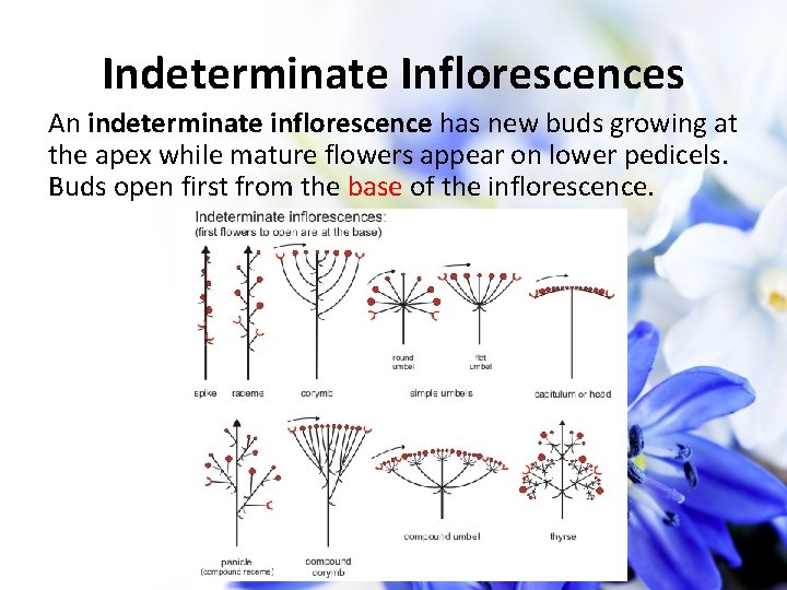 Indeterminate Inflorescences An indeterminate inflorescence has new buds growing at the apex while mature