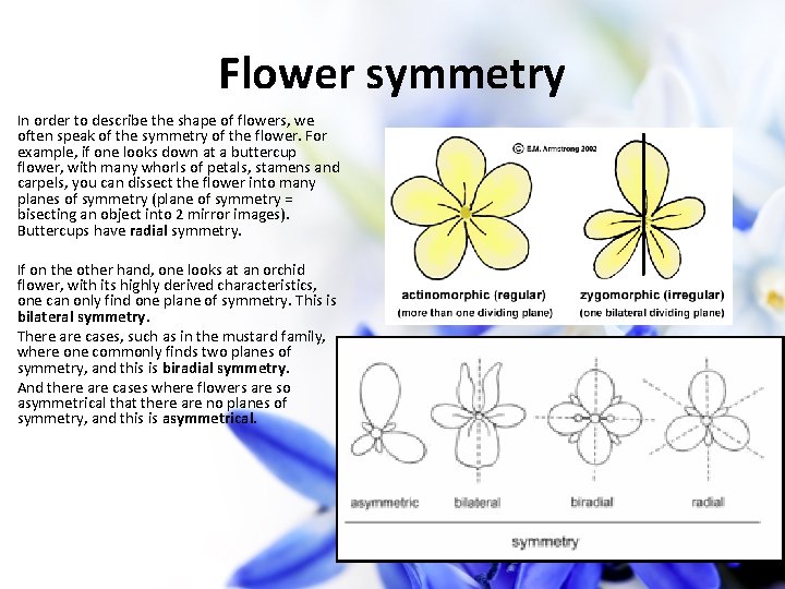 Flower symmetry In order to describe the shape of flowers, we often speak of