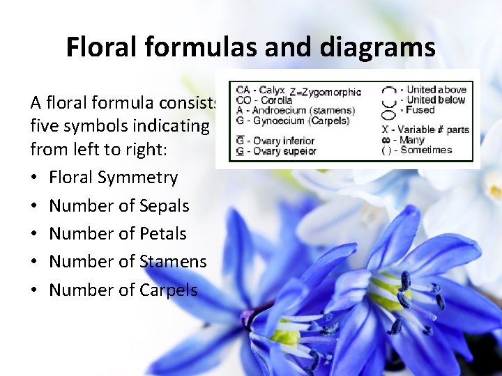 Floral formulas and diagrams A floral formula consists of five symbols indicating from left