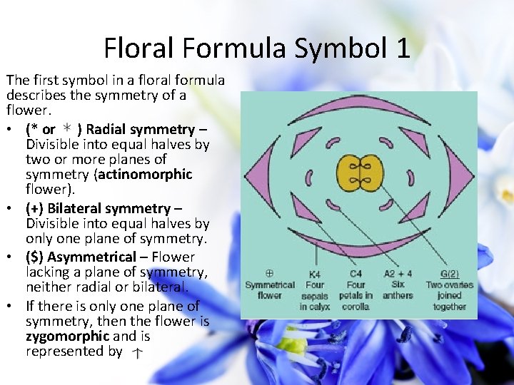 Floral Formula Symbol 1 The first symbol in a floral formula describes the symmetry