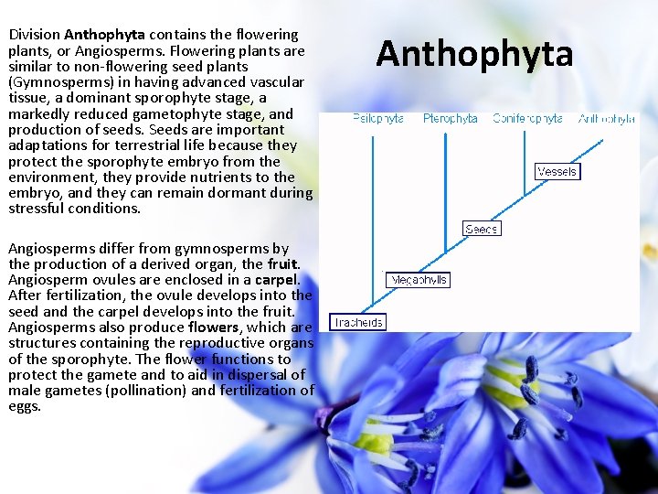 Division Anthophyta contains the flowering plants, or Angiosperms. Flowering plants are similar to non-flowering