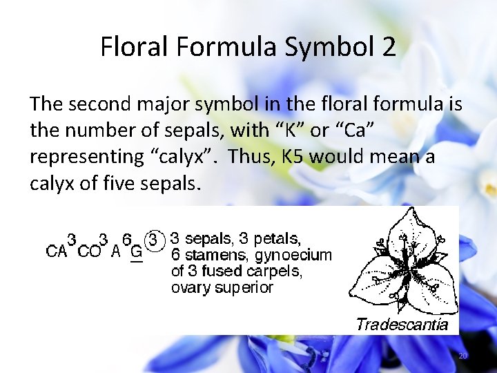 Floral Formula Symbol 2 The second major symbol in the floral formula is the