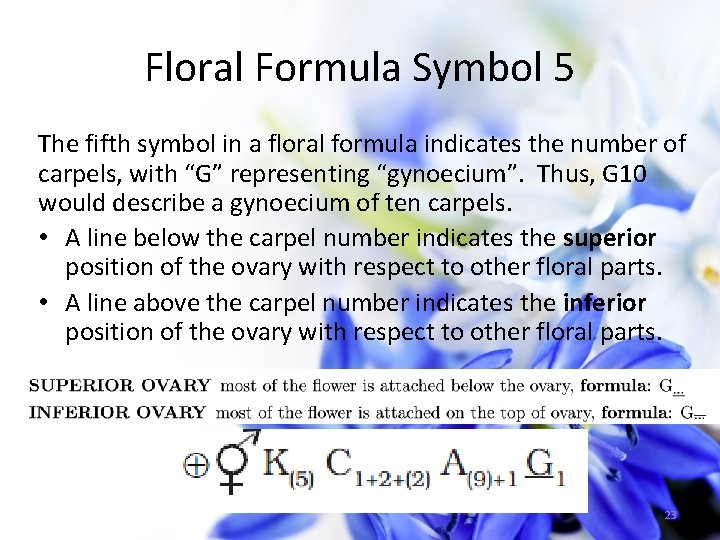 Floral Formula Symbol 5 The fifth symbol in a floral formula indicates the number
