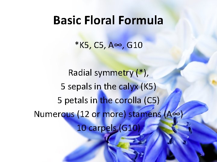 Basic Floral Formula *K 5, C 5, A∞, G 10 Radial symmetry (*), 5