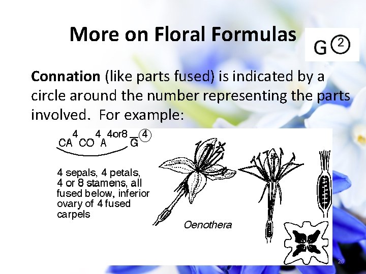More on Floral Formulas Connation (like parts fused) is indicated by a circle around