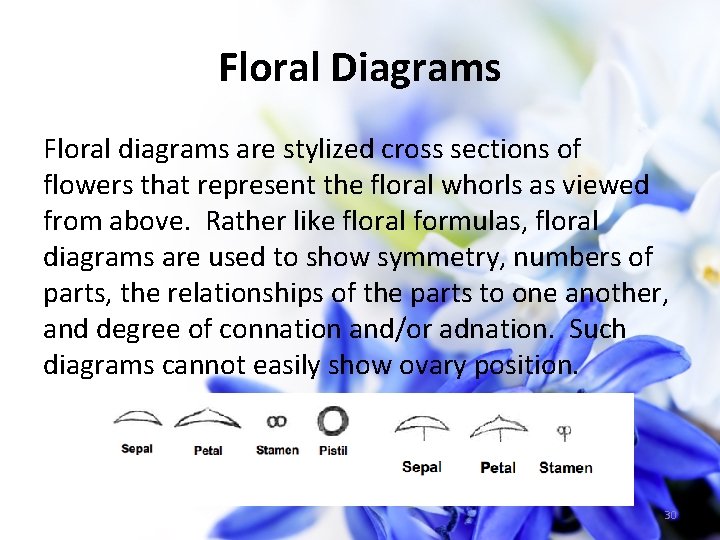 Floral Diagrams Floral diagrams are stylized cross sections of flowers that represent the floral