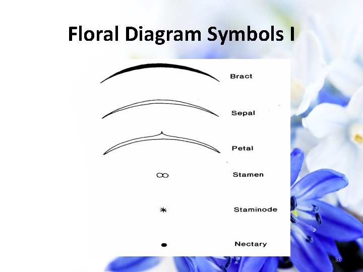 Floral Diagram Symbols I 31 