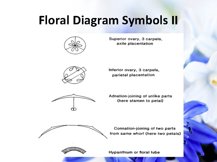 Floral Diagram Symbols II 32 