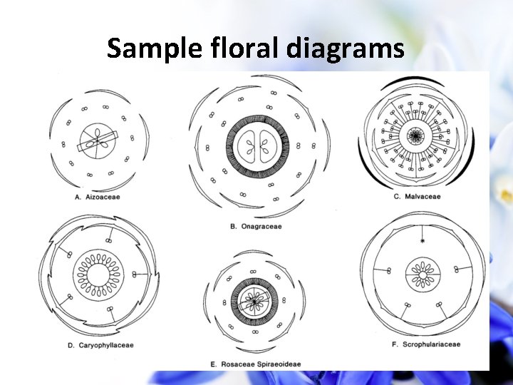 Sample floral diagrams 33 