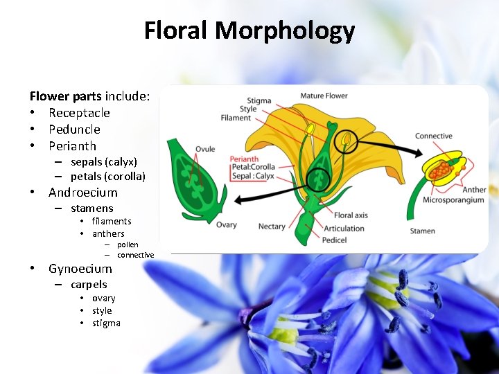 Floral Morphology Flower parts include: • Receptacle • Peduncle • Perianth – sepals (calyx)