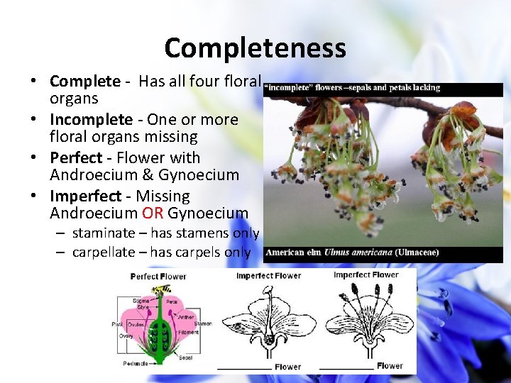 Completeness • Complete - Has all four floral organs • Incomplete - One or