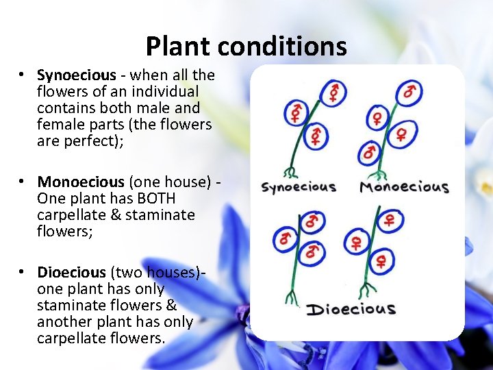 Plant conditions • Synoecious - when all the flowers of an individual contains both