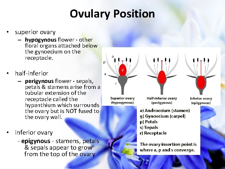 Ovulary Position • superior ovary – hypogynous flower - other floral organs attached below