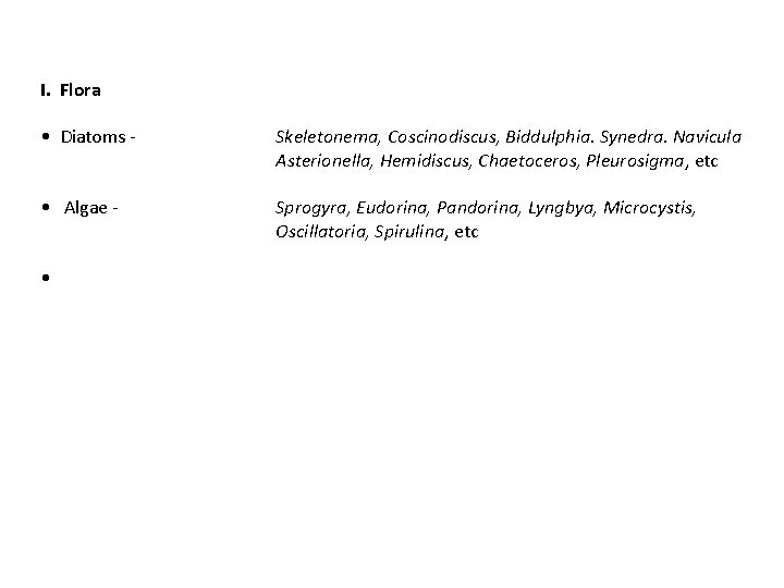 I. Flora • Diatoms - Skeletonema, Coscinodiscus, Biddulphia. Synedra. Navicula Asterionella, Hemidiscus, Chaetoceros, Pleurosigma,