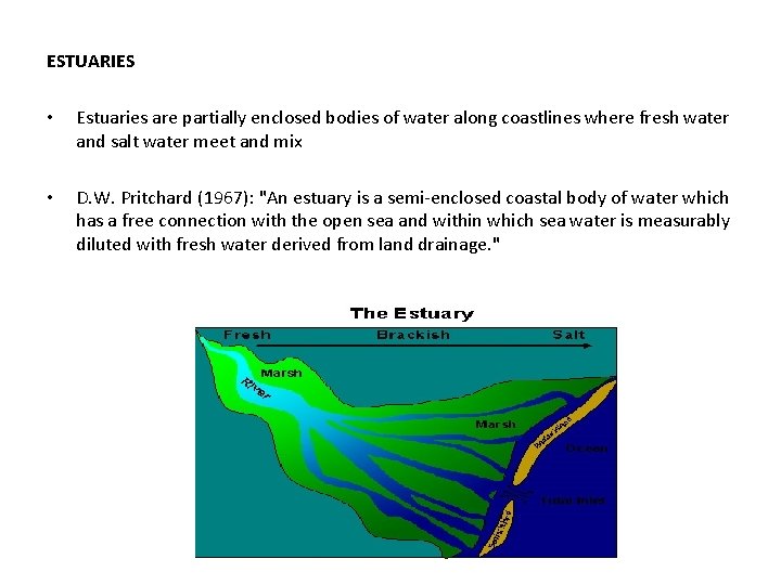 ESTUARIES • Estuaries are partially enclosed bodies of water along coastlines where fresh water