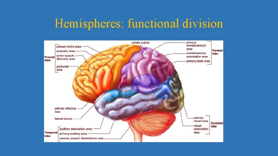 Hemispheres: functional division 