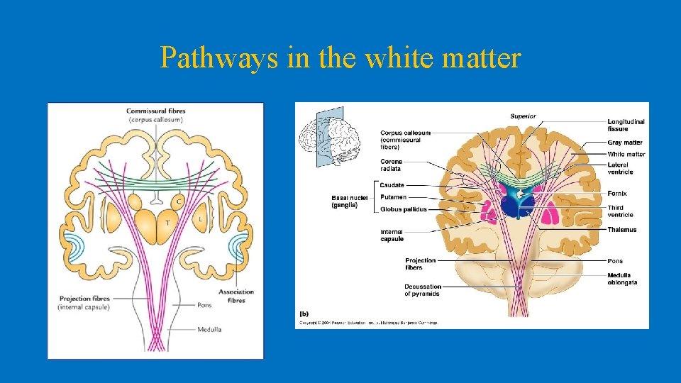 Pathways in the white matter 