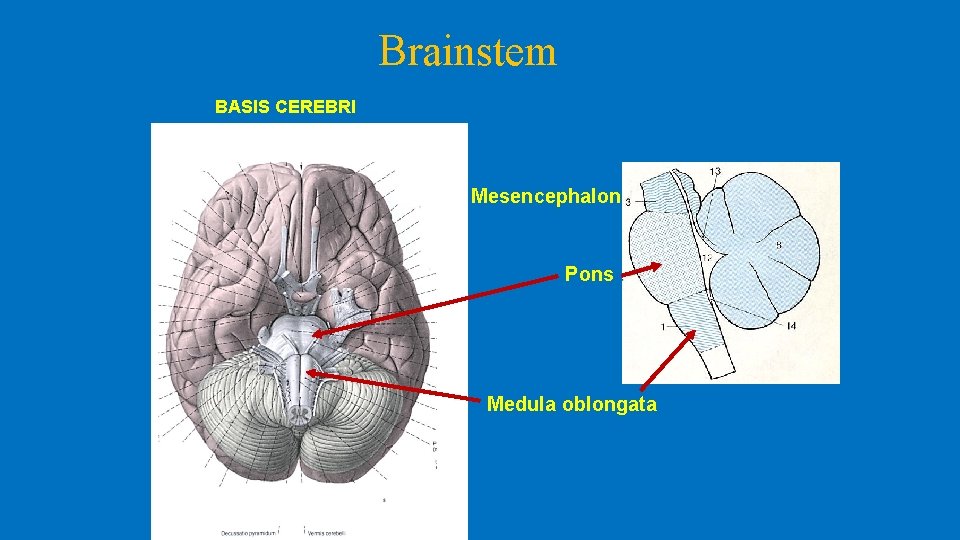 Brainstem BASIS CEREBRI Mesencephalon Pons Medula oblongata 