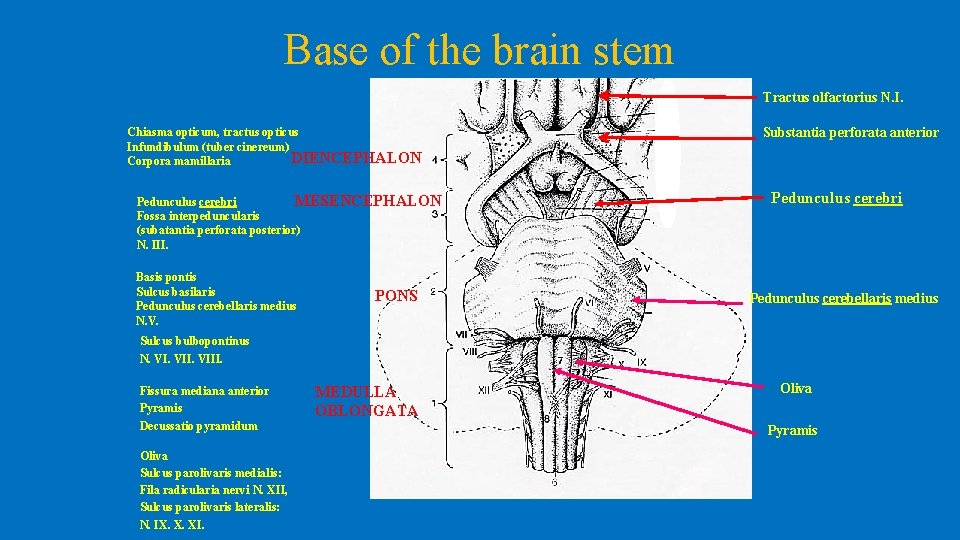 Base of the brain stem Tractus olfactorius N. I. Chiasma opticum, tractus opticus Infundibulum