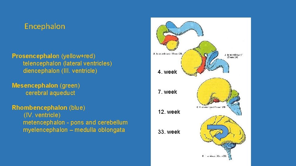 Encephalon Prosencephalon (yellow+red) telencephalon (lateral ventricles) diencephalon (III. ventricle) 4. week Mesencephalon (green) cerebral
