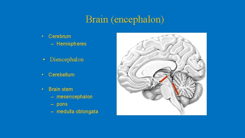 Brain (encephalon) • Cerebrum – Hemispheres • Diencephalon • Cerebellum • Brain stem –