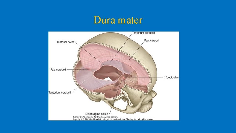 Dura mater 