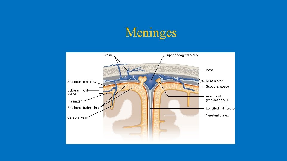 Meninges 