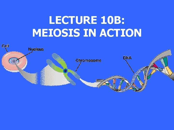 LECTURE 10 B: MEIOSIS IN ACTION 