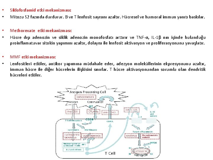  • • Siklofosfamid etki mekanizması: Mitozu S 2 fazında durdurur. B ve T