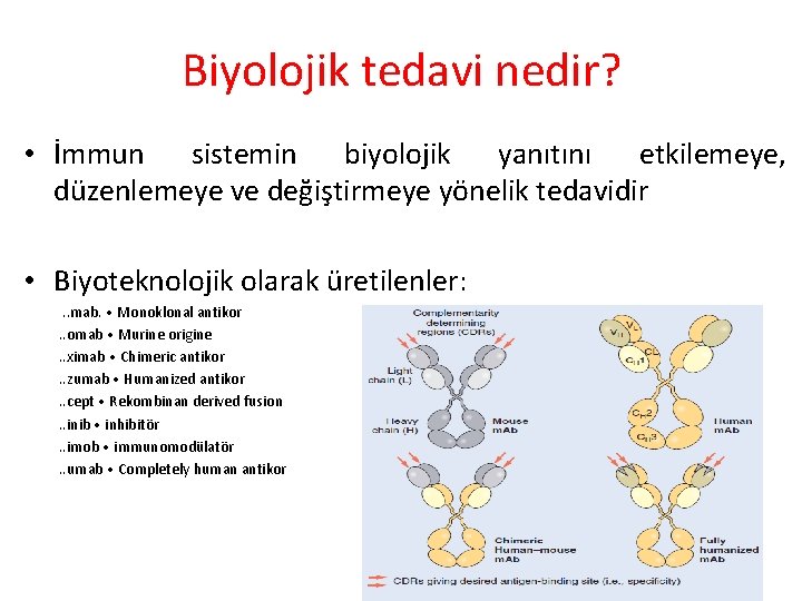 Biyolojik tedavi nedir? • İmmun sistemin biyolojik yanıtını etkilemeye, düzenlemeye ve değiştirmeye yönelik tedavidir