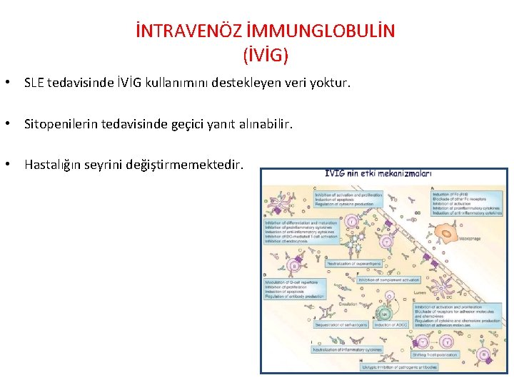 İNTRAVENÖZ İMMUNGLOBULİN (İVİG) • SLE tedavisinde İVİG kullanımını destekleyen veri yoktur. • Sitopenilerin tedavisinde