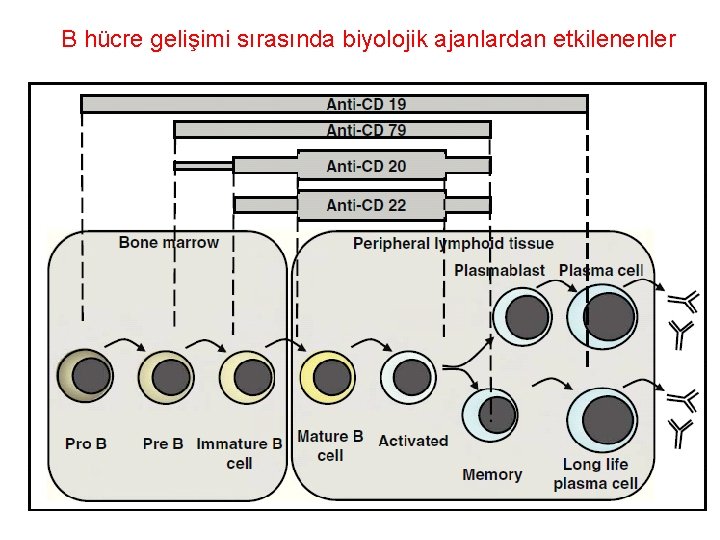 B hücre gelişimi sırasında biyolojik ajanlardan etkilenenler 