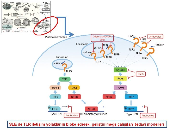 SLE de TLR iletişim yolaklarını bloke ederek, geliştirilmeğe çalışılan tedavi modelleri 