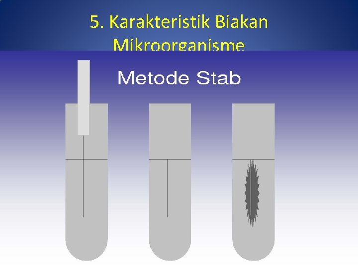 5. Karakteristik Biakan Mikroorganisme 