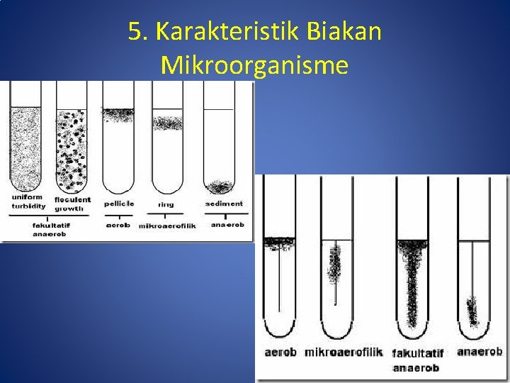 5. Karakteristik Biakan Mikroorganisme 