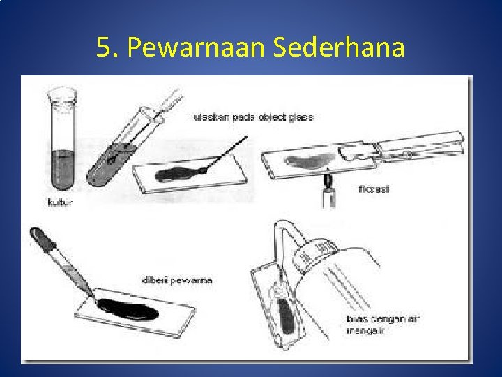 5. Pewarnaan Sederhana 