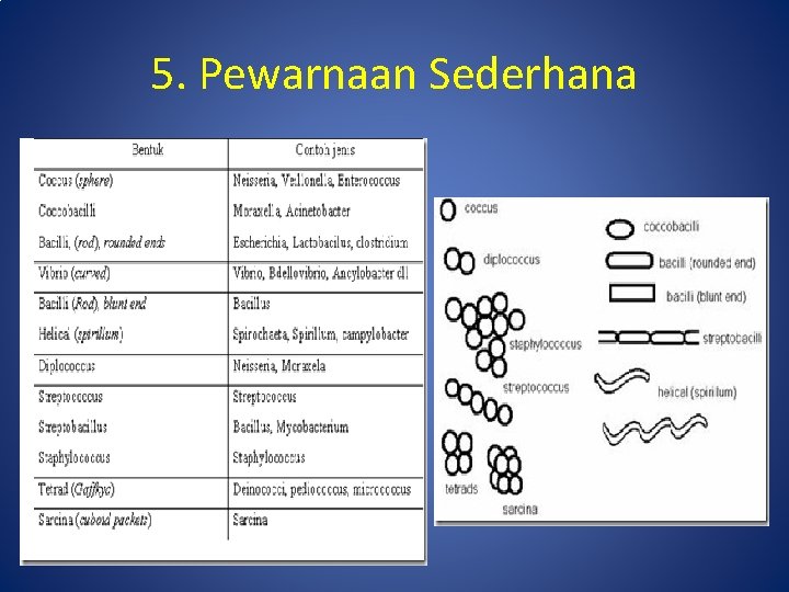 5. Pewarnaan Sederhana 