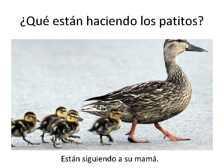 ¿Qué están haciendo los patitos? Están siguiendo a su mamá. 