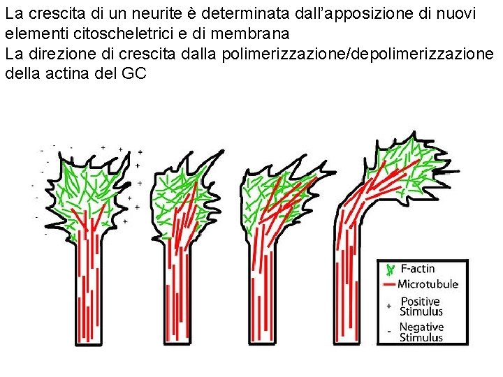 La crescita di un neurite è determinata dall’apposizione di nuovi elementi citoscheletrici e di