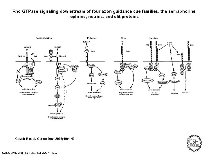 Rho GTPase signaling downstream of four axon guidance cue families, the semaphorins, ephrins, netrins,