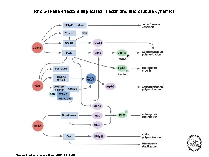 Rho GTPase effectors implicated in actin and microtubule dynamics Govek E et al. Genes