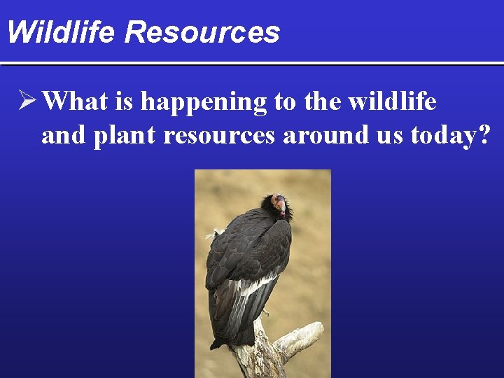 Wildlife Resources Ø What is happening to the wildlife and plant resources around us