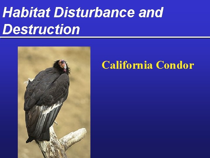Habitat Disturbance and Destruction California Condor 