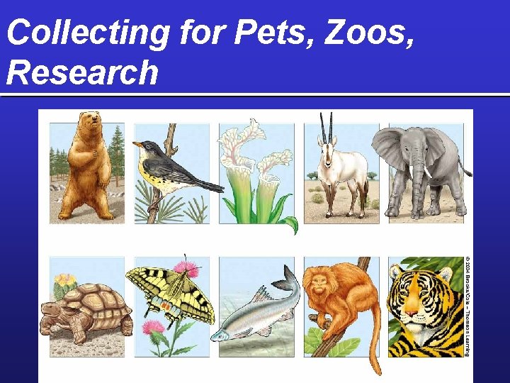 Collecting for Pets, Zoos, Research 