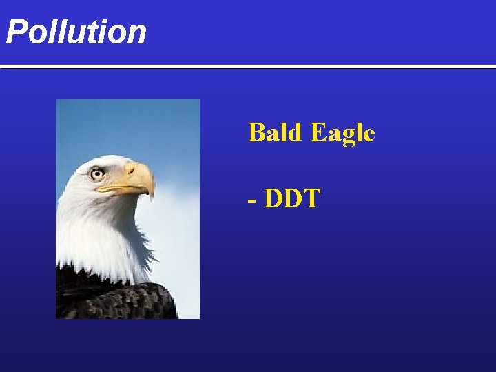 Pollution Bald Eagle - DDT 