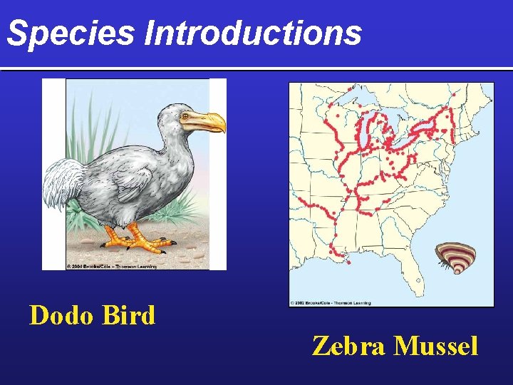 Species Introductions Dodo Bird Zebra Mussel 