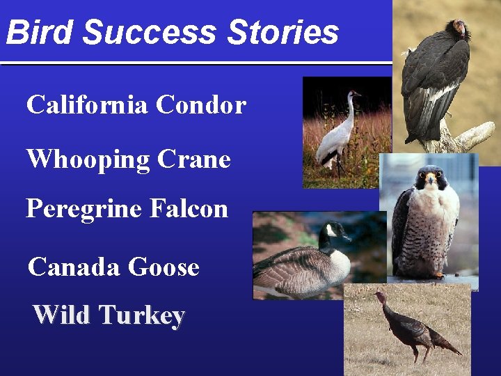 Bird Success Stories California Condor Whooping Crane Peregrine Falcon Canada Goose Wild Turkey 